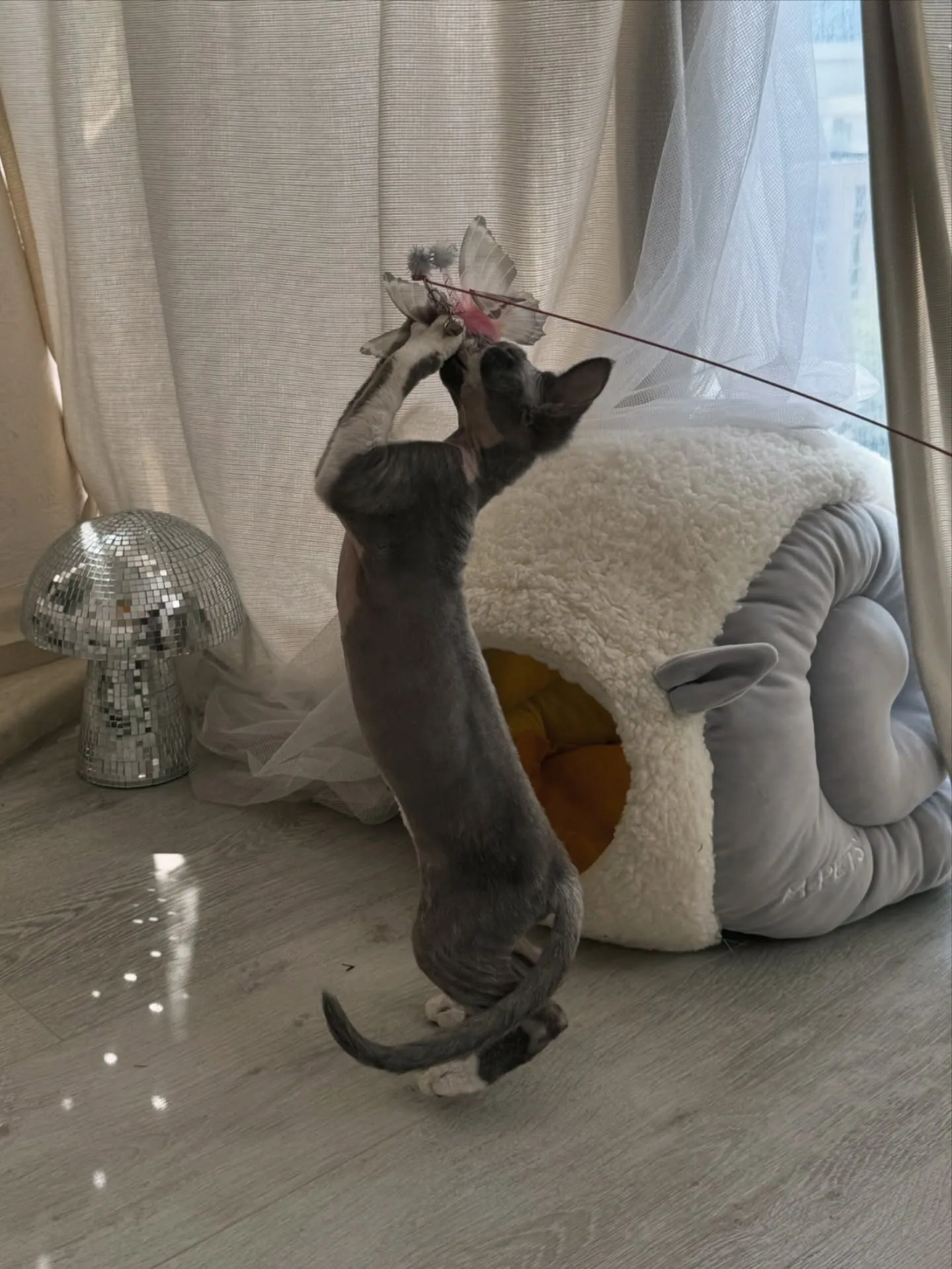 A grey Sphynx cat stands on its hind legs reaching for a feather toy near a fluffy cat bed and a decorative skull.