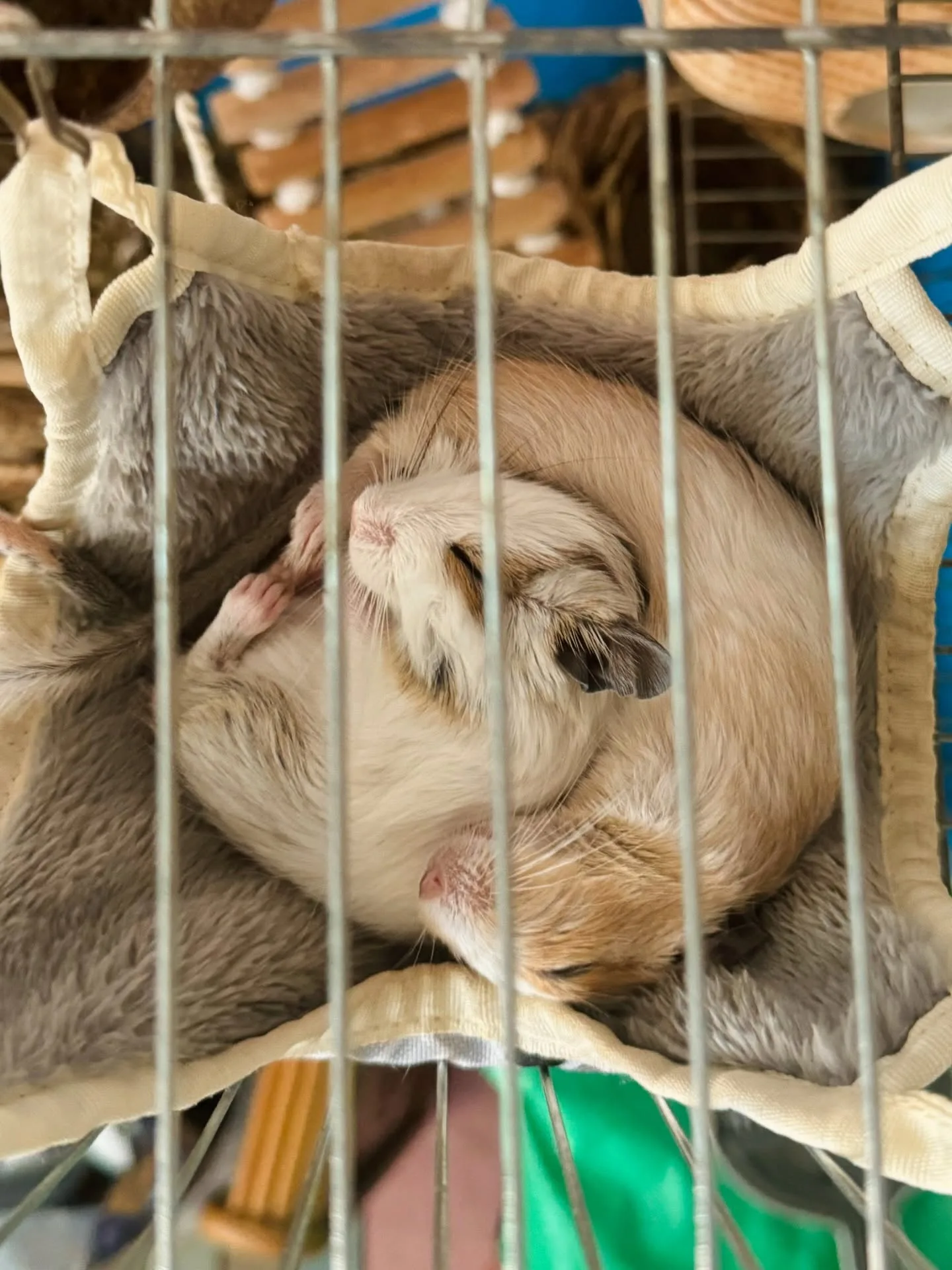 Two small hamsters sleeping together in a hammock inside a wire cage.