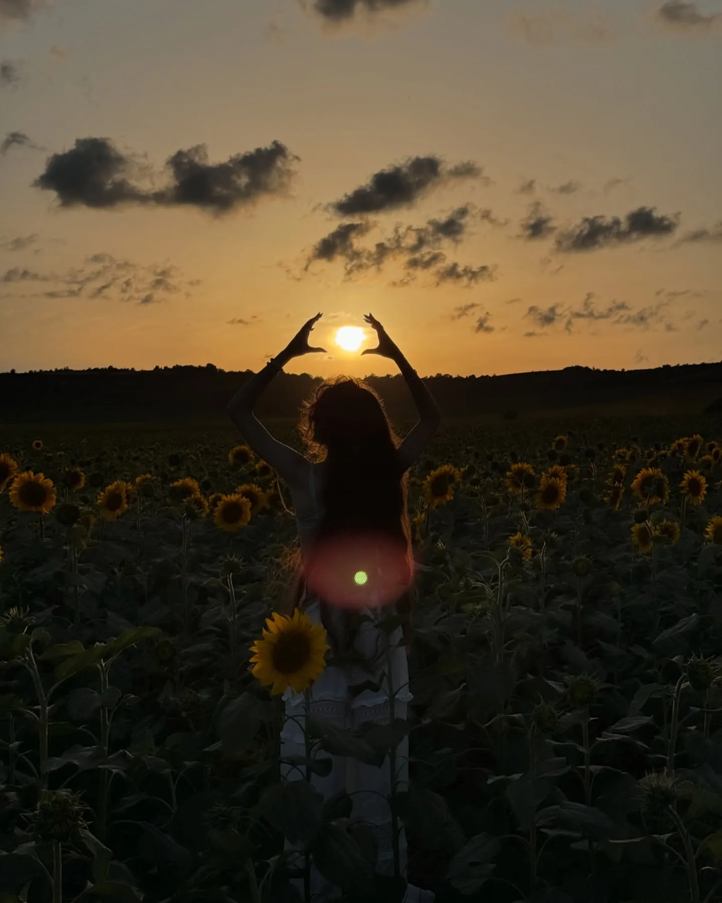 Silhouette of a woman framing the setting sun with her hands in a sunflower field at sunset.